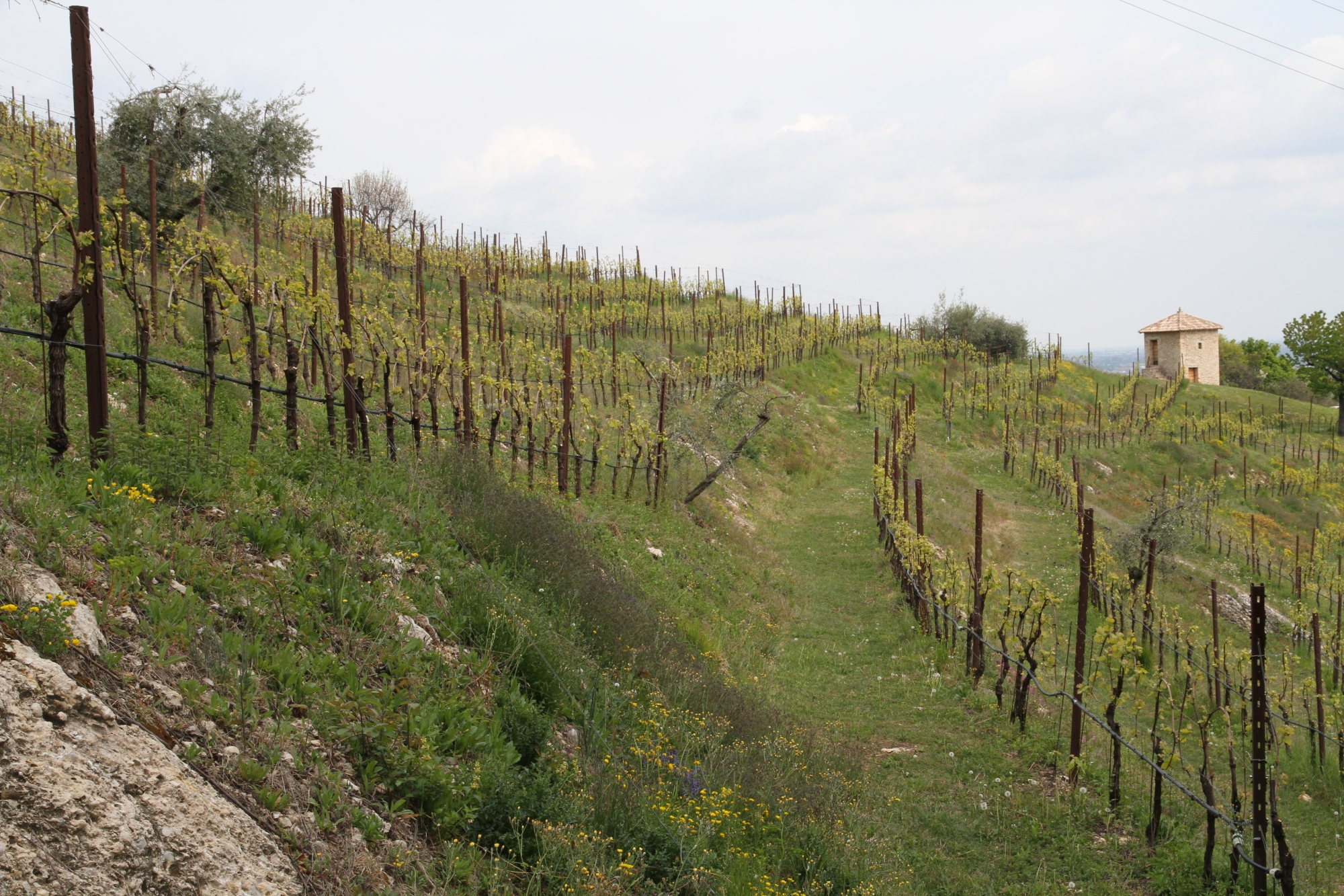 vineyard on spring